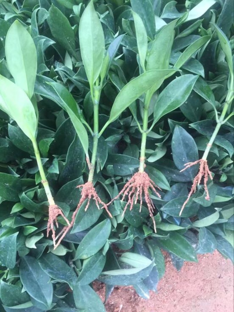 非洲茉莉裸根苗10-20CM灌木茉莉球