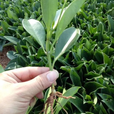 非洲茉莉裸根苗10-20CM灌木茉莉球