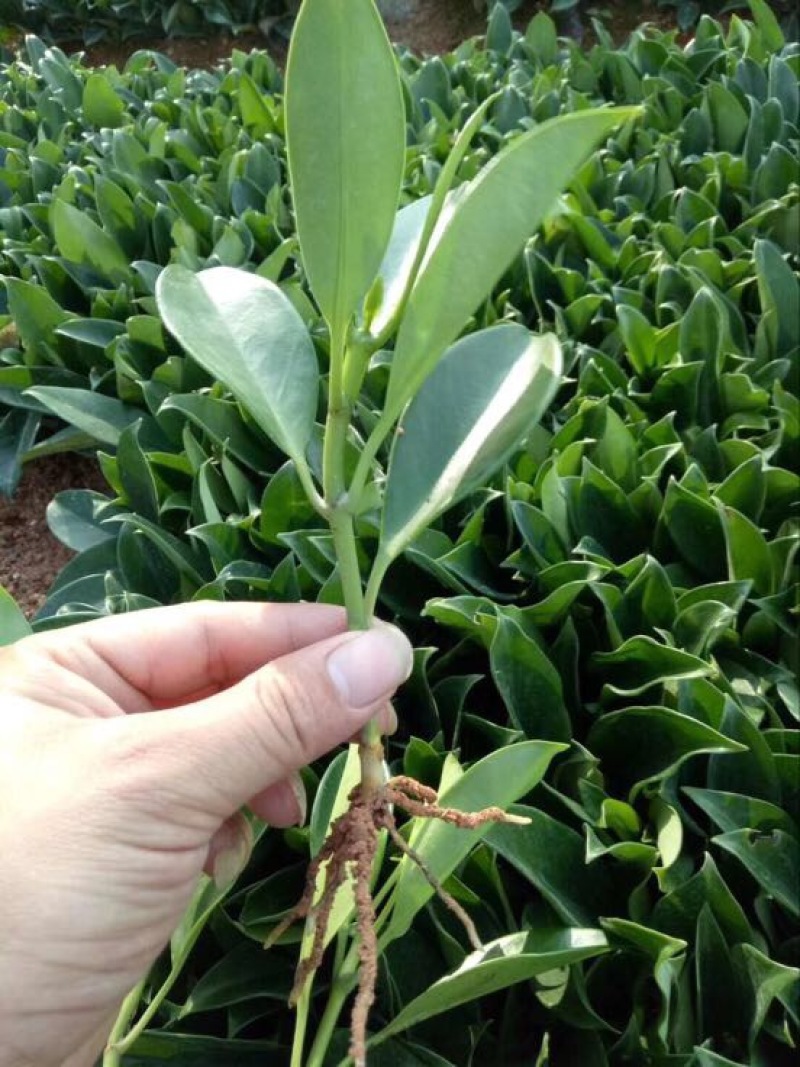 非洲茉莉裸根苗10-20CM灌木茉莉球