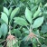 非洲茉莉裸根苗10-20CM灌木茉莉球