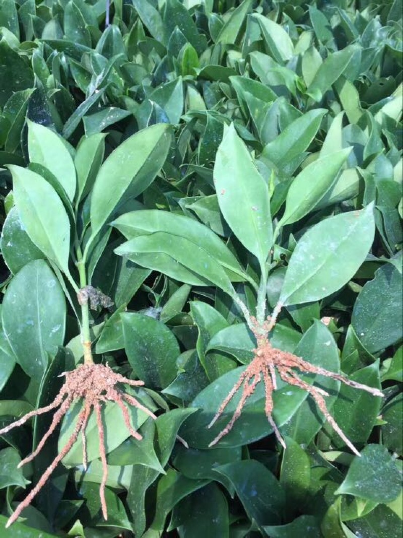 非洲茉莉裸根苗10-20CM灌木茉莉球