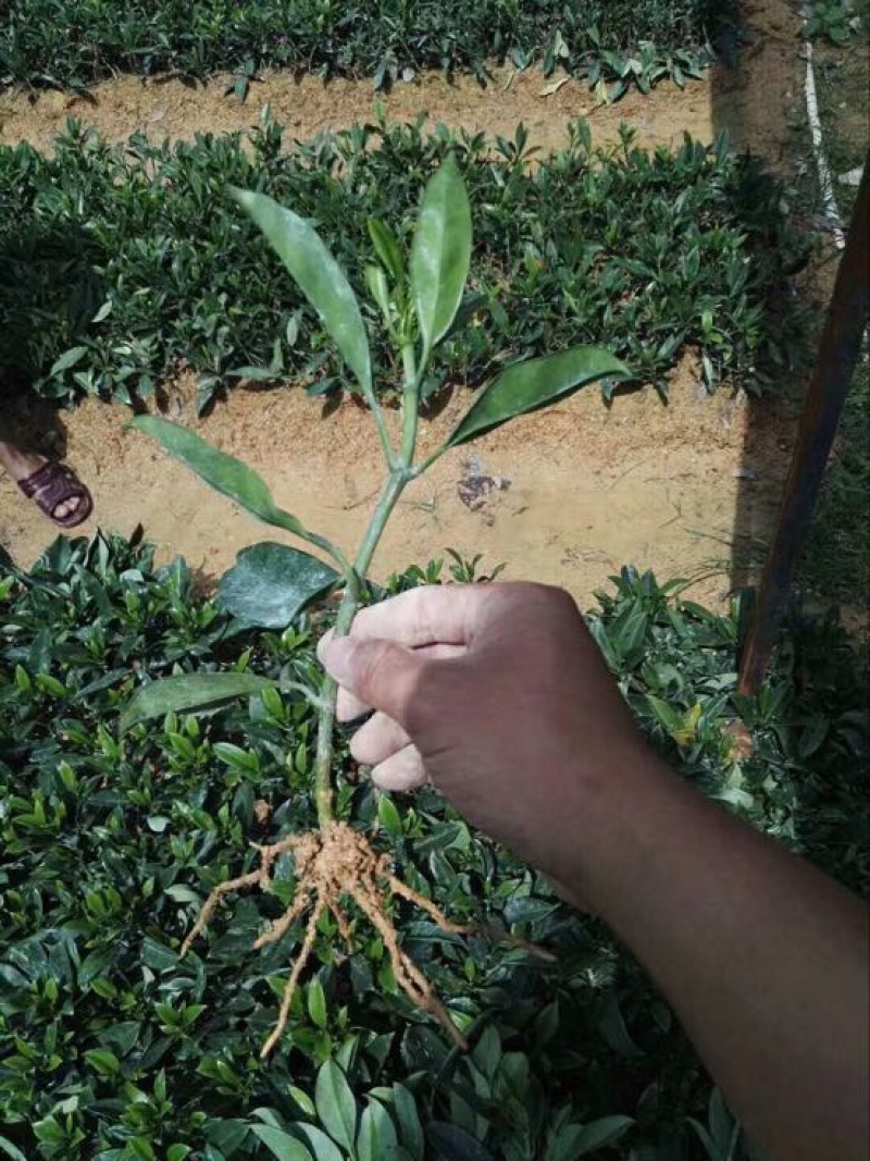 非洲茉莉裸根苗10-20CM灌木茉莉球
