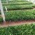 非洲茉莉裸根苗10-20CM灌木茉莉球
