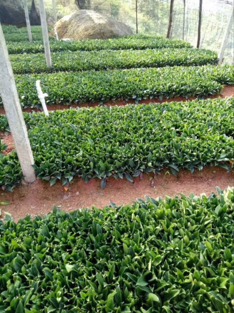 非洲茉莉裸根苗10-20CM灌木茉莉球