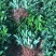 非洲茉莉裸根苗10-20CM灌木茉莉球