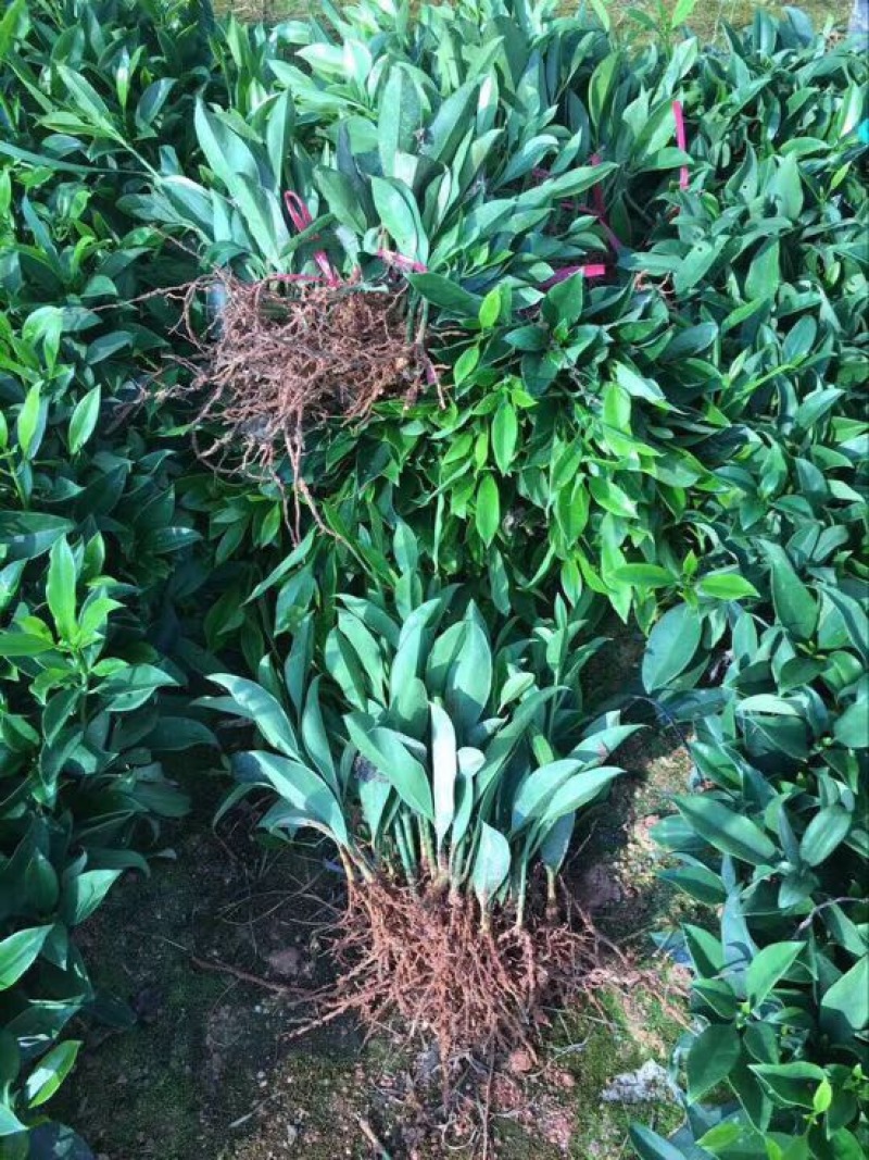 非洲茉莉裸根苗10-20CM灌木茉莉球
