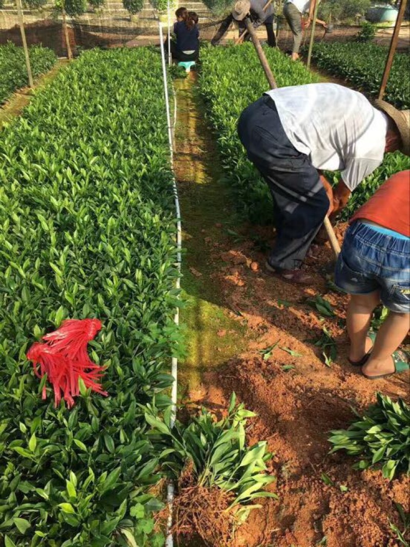 非洲茉莉裸根苗10-20CM灌木茉莉球