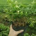 茉莉花苗浓香重瓣（包邮）