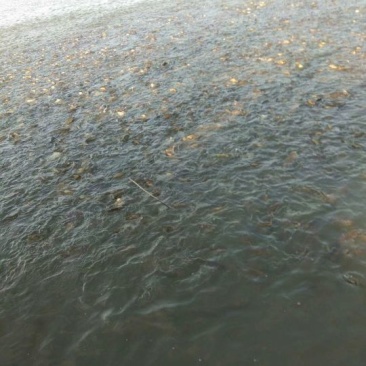 黄金鲫