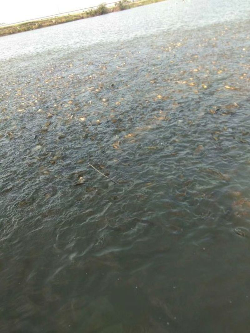 黄金鲫