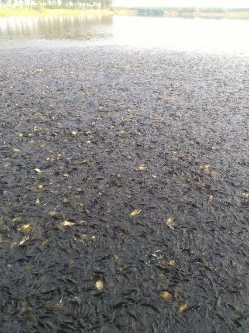 黄金鲫