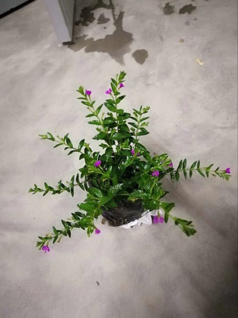 红花满天星10-20cm袋苗灌木绿化带复绿