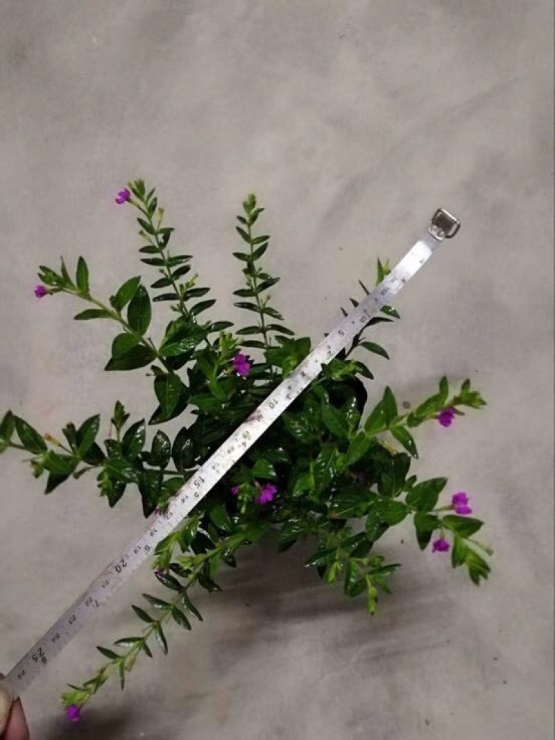 红花满天星10-20cm袋苗灌木绿化带复绿