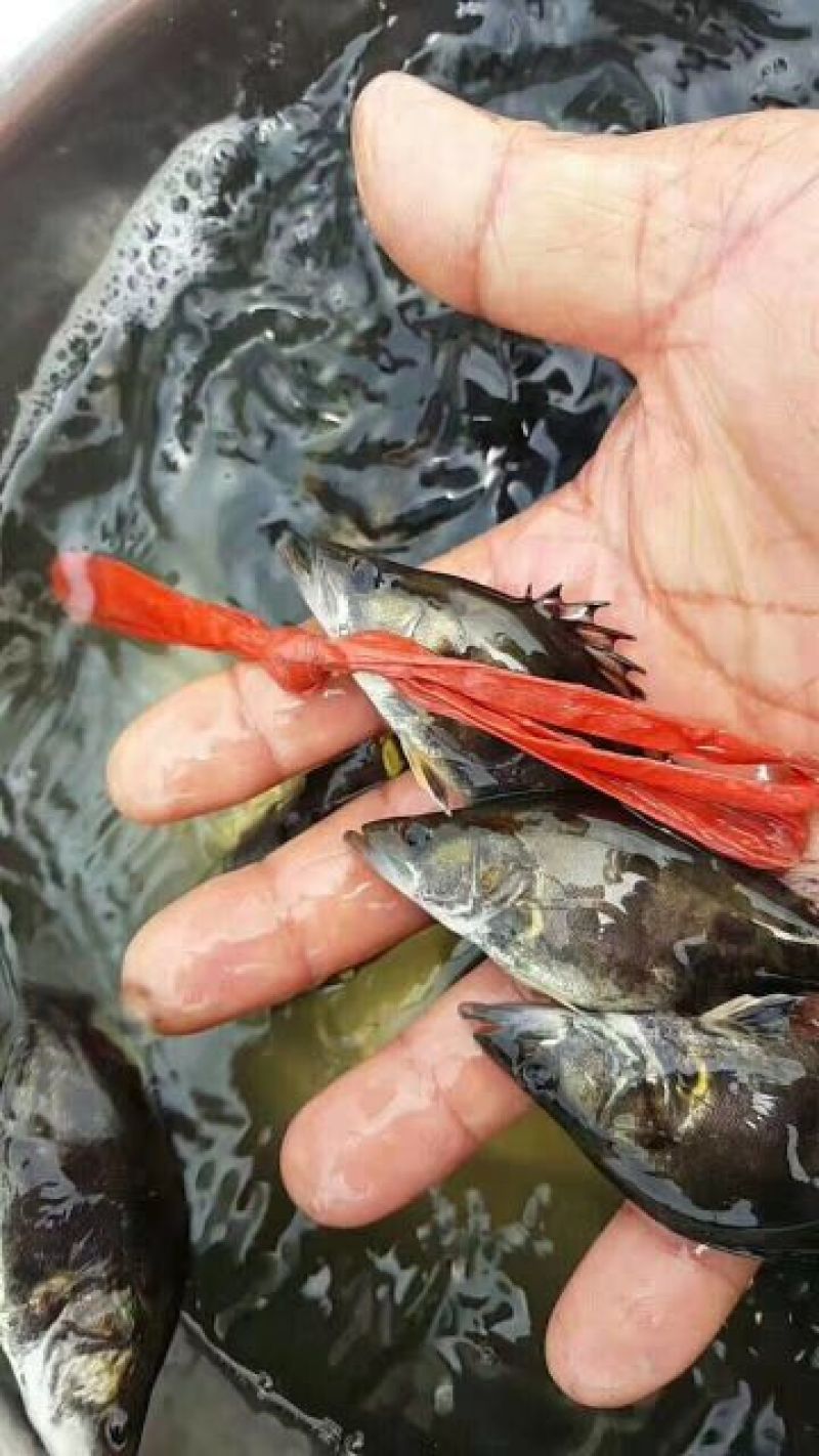 翘嘴鳜6.7公分