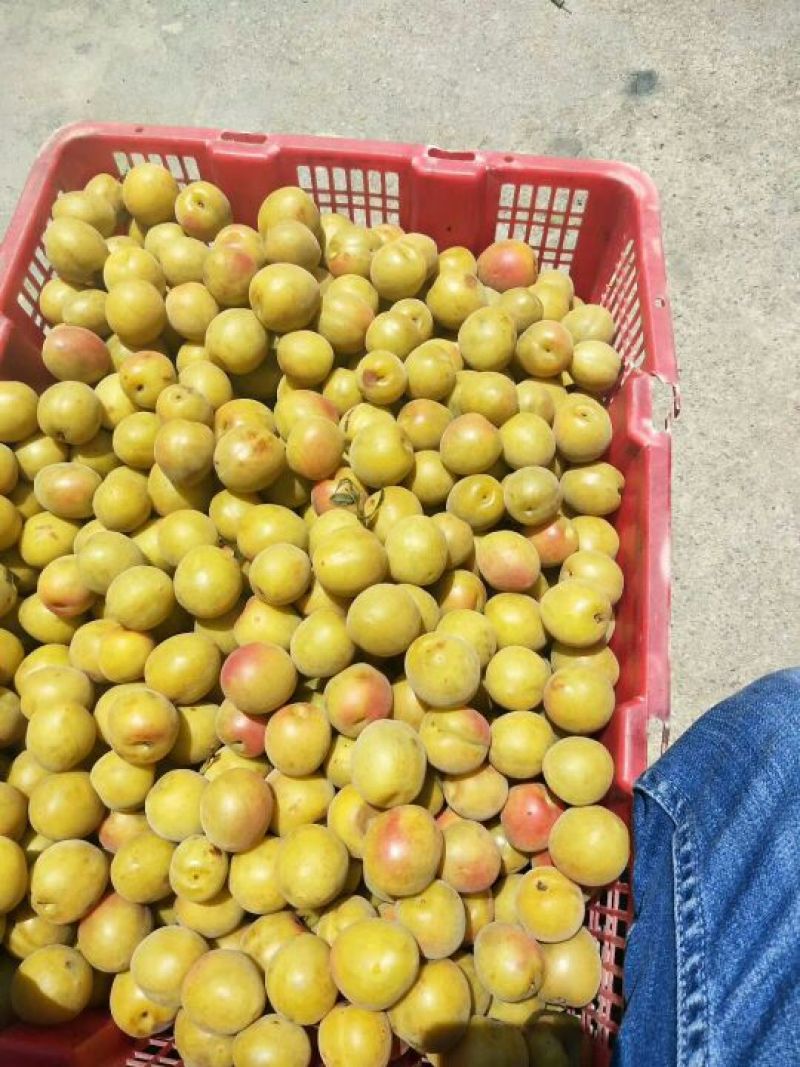梅子四川青梅红梅果色靓丽规格齐全果形漂亮耐运输按需分拣打包