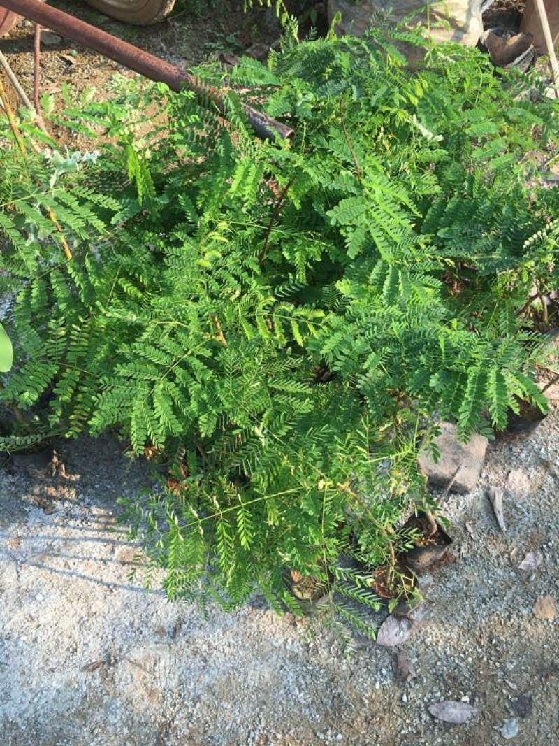 凤凰树2~4cm0.5~1m