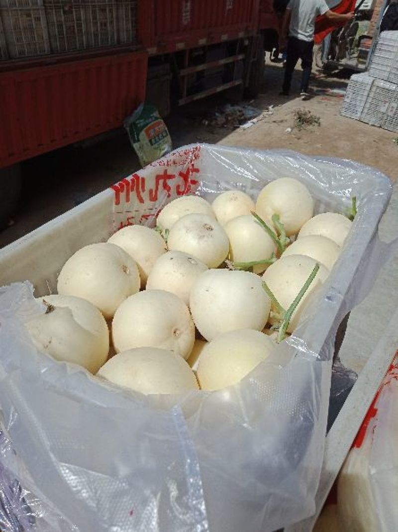 薄皮甜瓜，头茬鲜瓜，含糖量高，口感脆甜，原产地，全国代发