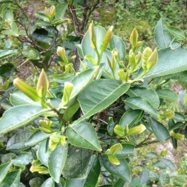 武功山野茶