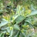 武功山野茶
