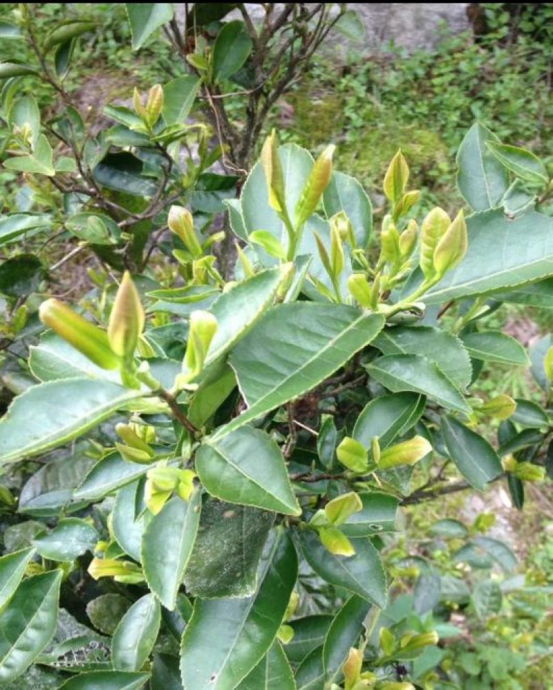 武功山野茶