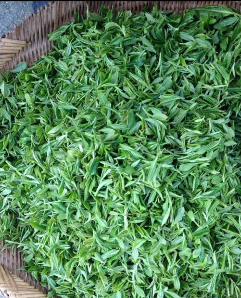 武功山野茶
