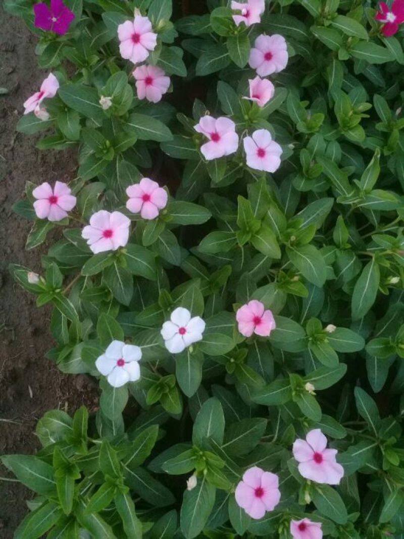 天天开（长春花）