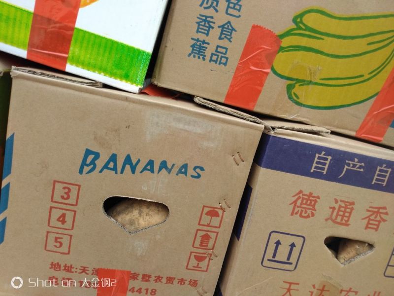 红薯3两以上商品薯白心