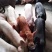 生猪20~40公斤