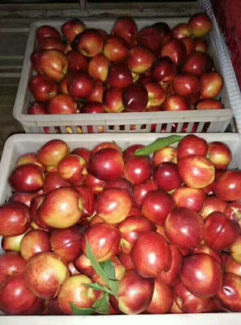 安徽砀山精品油桃，大量供应，随到随装。。。。。