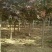 五公分红丰