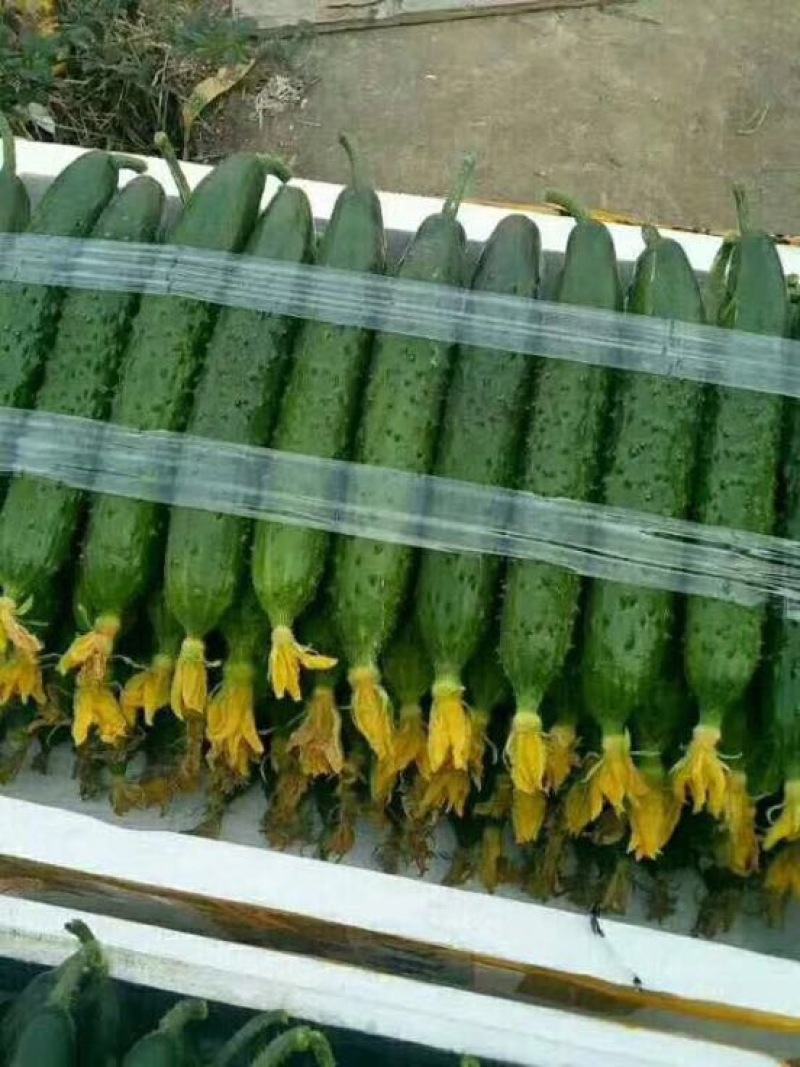 密刺黄瓜18~22公分鲜花带刺