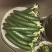 密刺黄瓜18~22公分鲜花带刺
