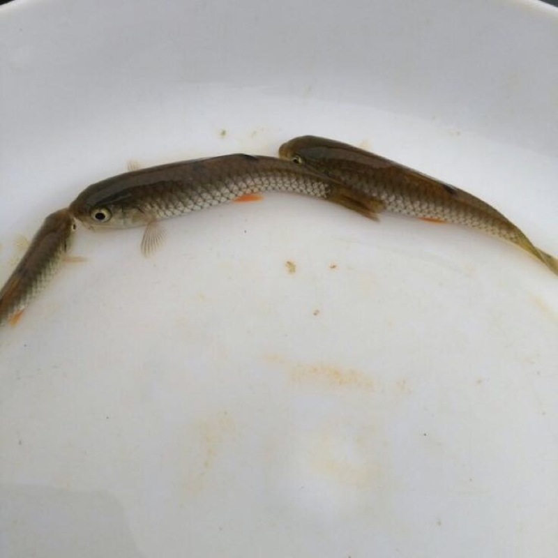 军鱼苗青竹鲩鱼苗光倒刺鲃鱼苗石坚鱼苗光鱼苗