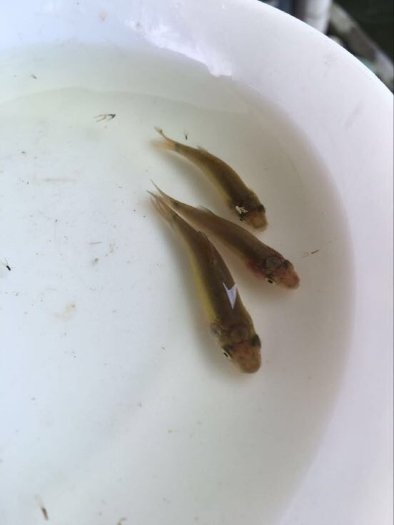 军鱼苗青竹鲩鱼苗光倒刺鲃鱼苗石坚鱼苗光鱼苗