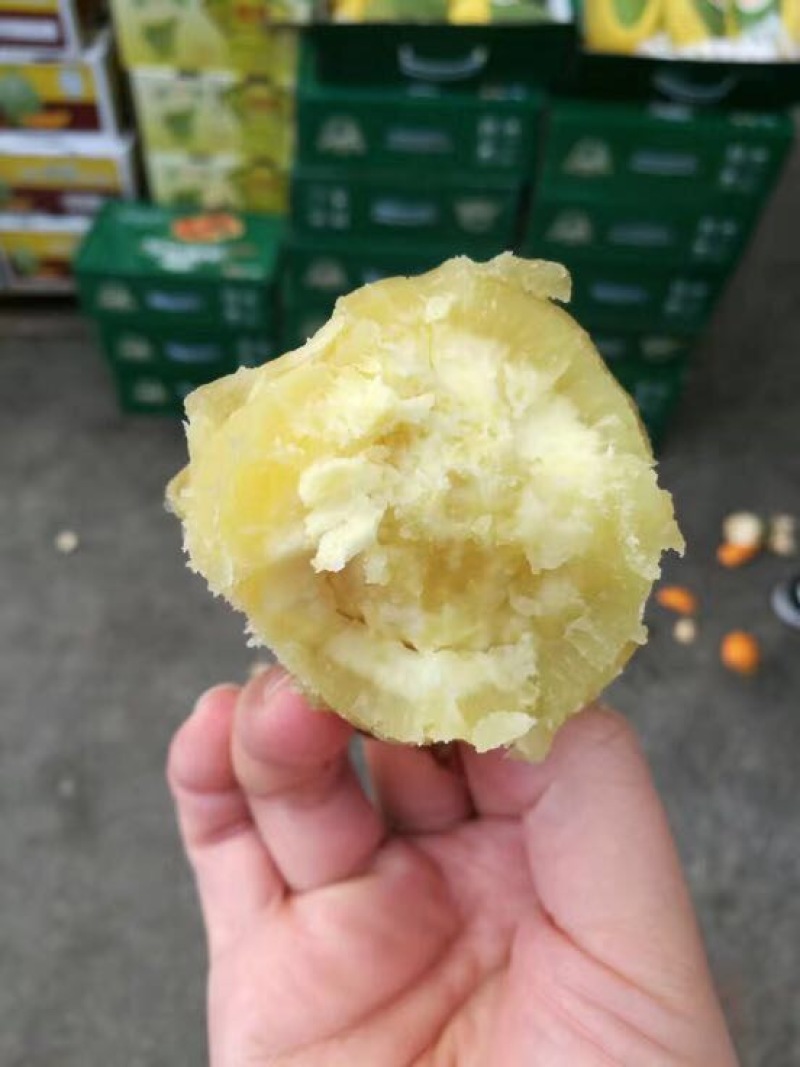 海南澄迈桥头地瓜香甜粉糯的圆果新鲜现挖现卖