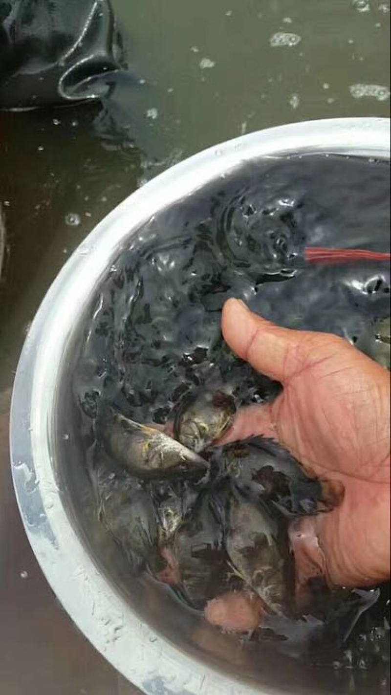 鳜鱼鱼苗5公分翘嘴鳜桂花鱼苗