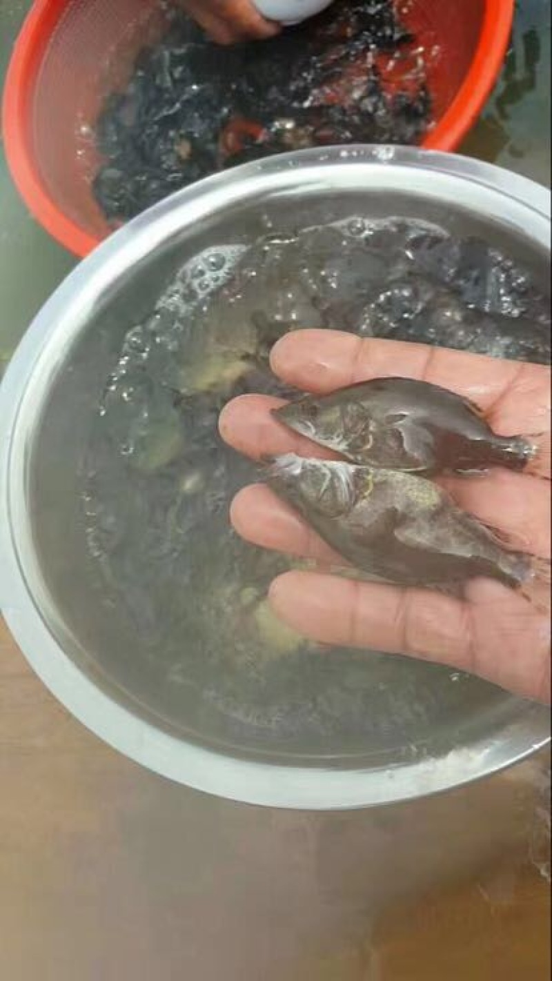 鳜鱼鱼苗5公分翘嘴鳜桂花鱼苗