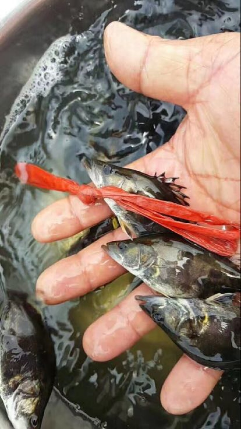鳜鱼鱼苗5公分翘嘴鳜桂花鱼苗