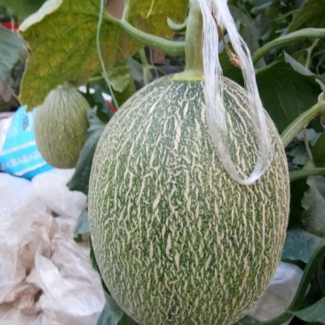 西周密25