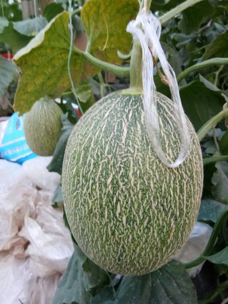 西周密25