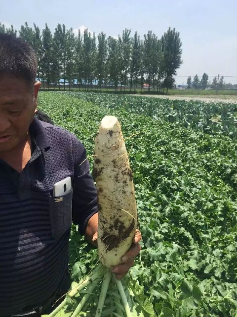 优质萝卜