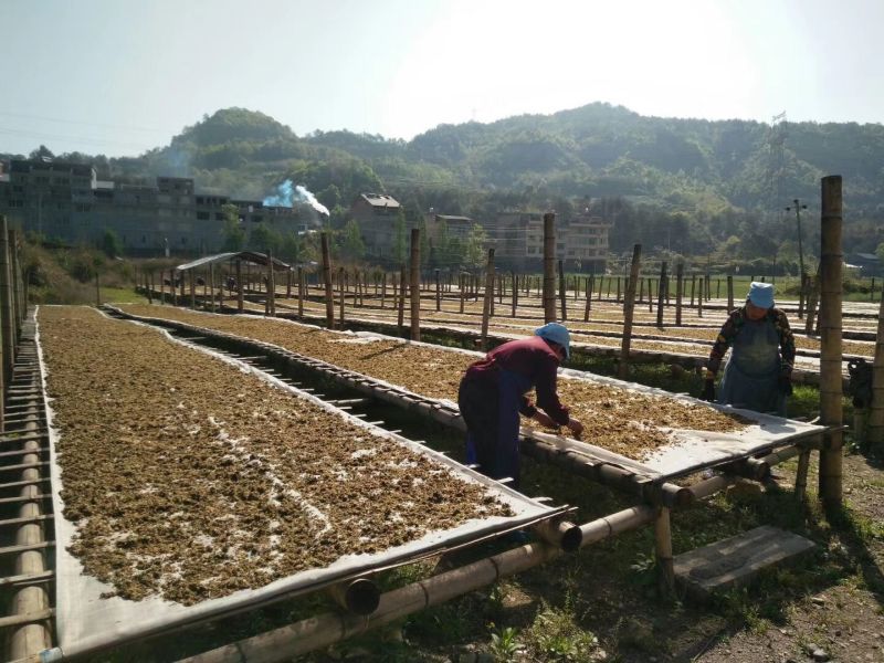 精品浙江梅干菜干净无沙，农家制做，一手货源，长期供应量大从优