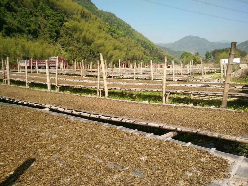 精品浙江梅干菜干净无沙，农家制做，一手货源，长期供应量大从优