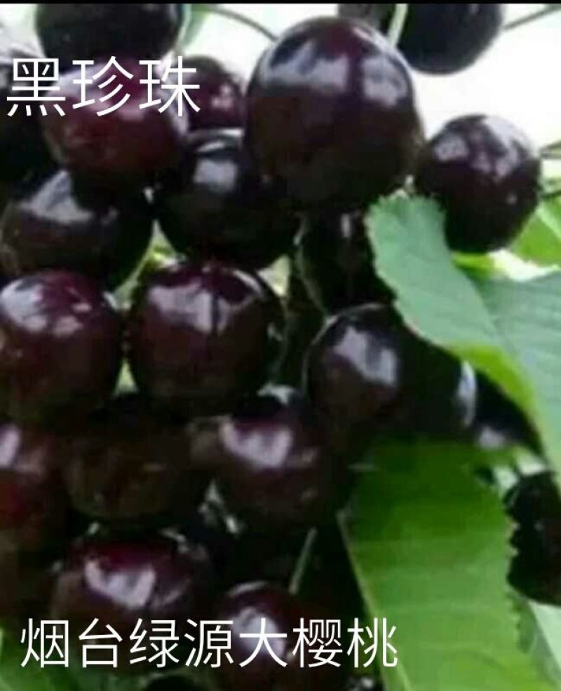 烟台露地大樱桃开卖了！！！