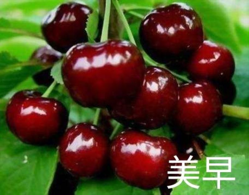 烟台露地大樱桃开卖了！！！