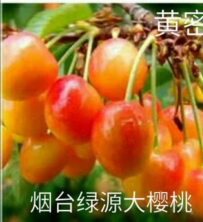 烟台露地大樱桃开卖了！！！
