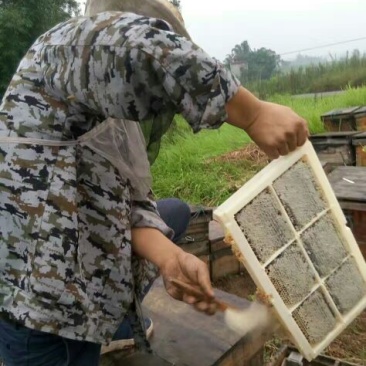 自养自产蜂蜜，有需要的联系我