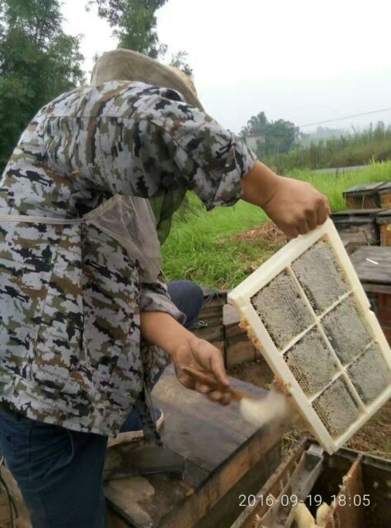 自养自产蜂蜜，有需要的联系我