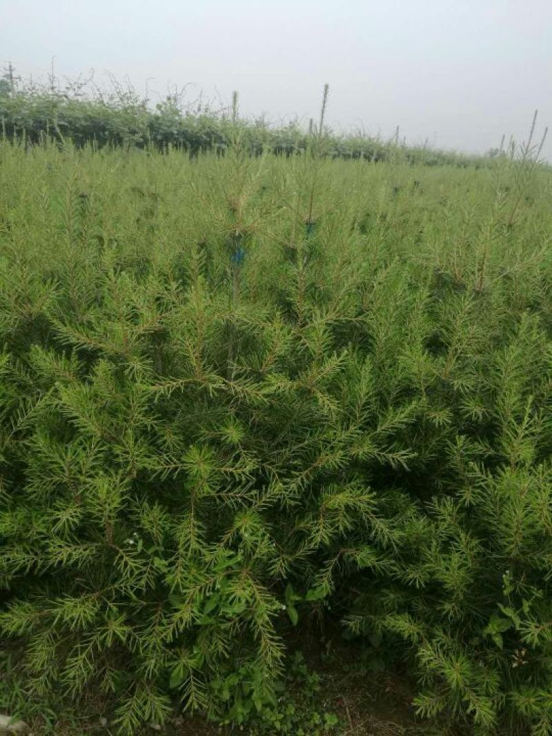 陕西省宝鸡市白皮松工程苗占苗