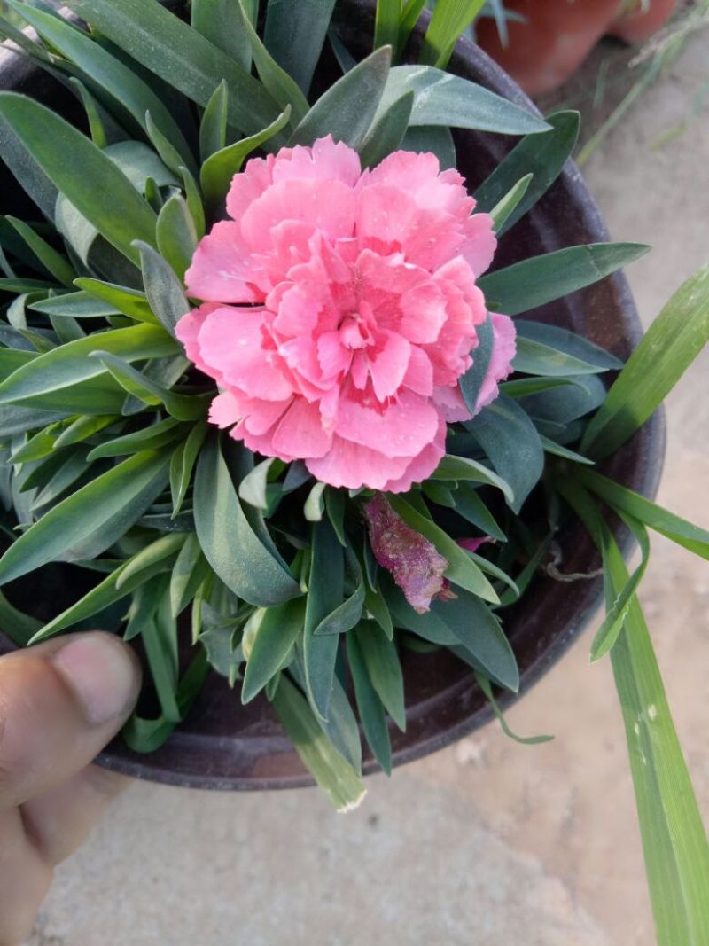 康乃馨，盆栽花卉基地销售苗圃销售优质苗